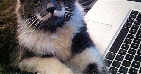Meet Hamilton The Hipster Cat Whose Purr Fect Moustache Makes Him The