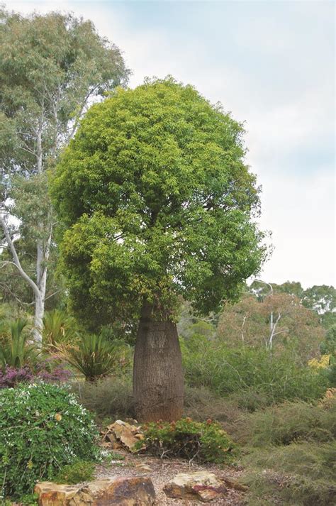 Best Australian Native Feature Plants Australian House And Garden