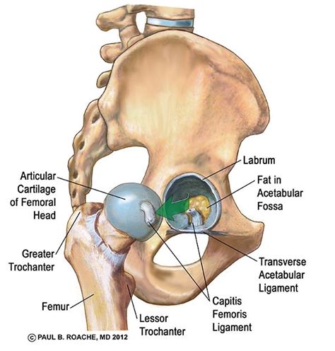 Pain in your hip joint. Yoga and Your Hips, Part 1 | cadera | Anatomia humana musculos, Femoral y Reflexología