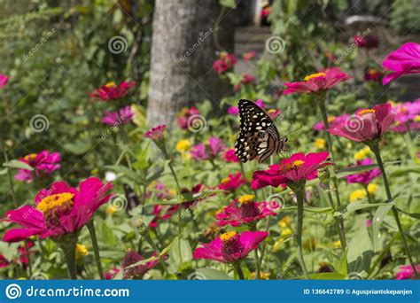 Butterflies In A Beautiful Flower Garden Stock Image