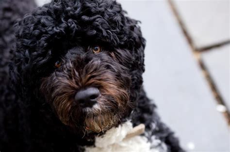 How Much Portuguese Water Dog Puppies Cost Prices Of 140 Portuguese