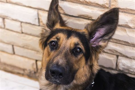 German Shepherd Facts 8 Things Everyone Should Know