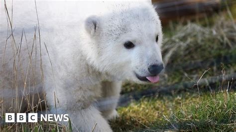 Meet Brodie Scotlands New Polar Bear Cub Bbc News