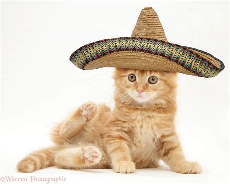 Ginger Maine Coon Kitten With Sombrero Hat On Photo Wp19634