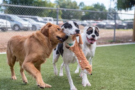 Are You SURE You're Ready For A Pet? | The Pet Hospitals