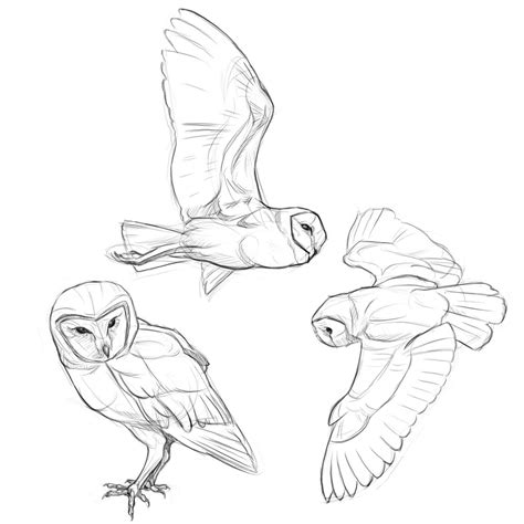 Quick Sketch Of Barn Owls Mid Flight Owl Sketch Owls Drawing Barn