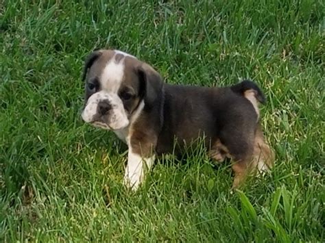 Each day, many new puppies are born, and people like you come here to find their new puppy. Mini Bulldog from Riverside Puppies in Ohio | Mini bulldog, Puppies, Bulldog