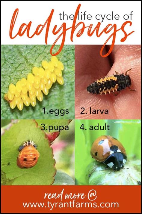 What Do Ladybug Larvae Look Like Tyrant Farms