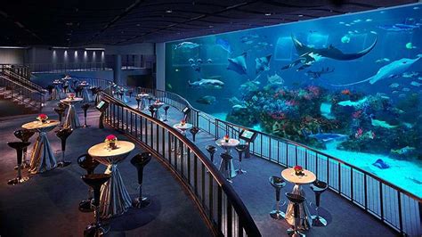 Sea Aquarium Sentosa Online Tickets Price Promotion Traveloka