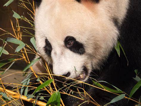 Giant Panda Bear Eating Stock Photo Image Of Nature 102408874