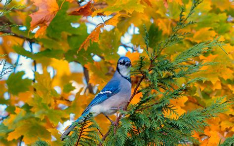 Download 2880x1800 Blue Bird, Tree, Autumn, Standing, Birds Wallpapers