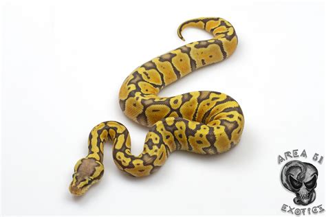 Super Pastel Orange Ghost Ball Python Morphs Ball Python Snake