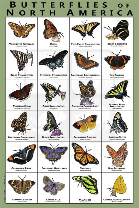 North America Butterflies Butterfly Species Types Of Butterflies