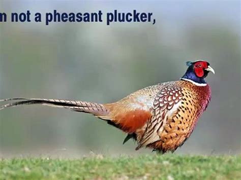 Im Not A Pheasant Plucker Tongue Twister Video Dailymotion