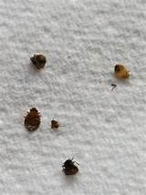 Images of Las Vegas Bed Bug Control