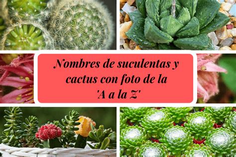 Nombre De Suculentas Y Cactus De La A A La Z Con Foto Nombres De