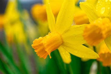 Vibrant Daffodil With Droplets On Petals · Free Stock Photo