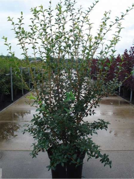 Osmanthus Burkwoodii Frühlings Duftblüte 125 150 Cm Im 20 Liter Container