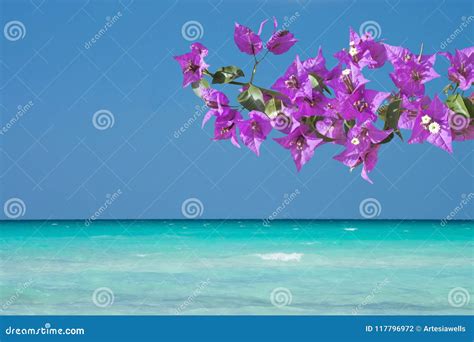 Beautiful Ocean Landscape And Pink Bougainvillea Flowers Stock Photo