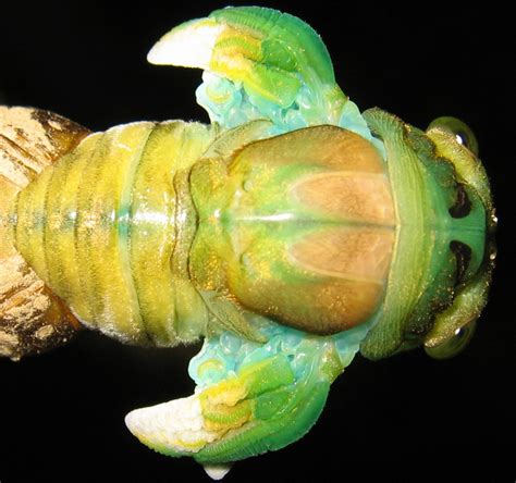 ^ cicada killers will dig their nests throughout the yard, mulch and sand areas and will generally frighten anyone who sees them. Molting Neotibicen cicada photos by Roy Troutman - Cicada ...