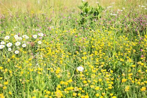 Free Images Nature Outdoor Field Lawn Meadow Prairie Flower