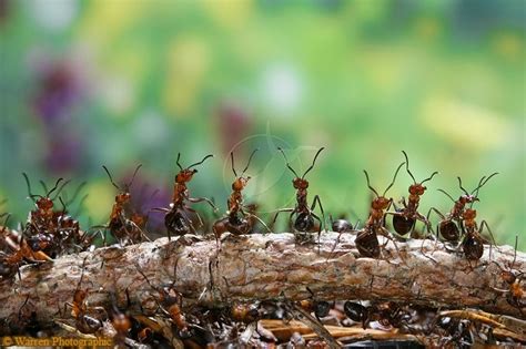 Wood Ants Defending The Nest Wood Ants Ants Wood