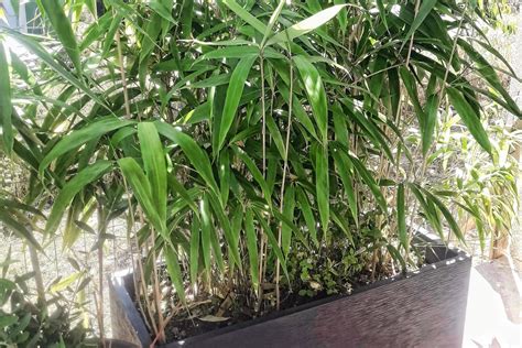 Bambou En Pot Comment Le Cultiver Et L Entretenir