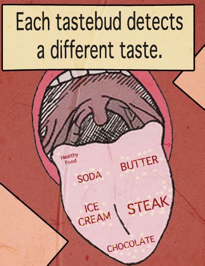 How Do Taste Buds Work Taste Buds Tasting Menu Design