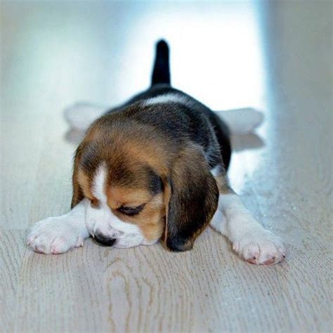 14 Charming Photos Of Beagle Puppies That Will Make Your Day Better
