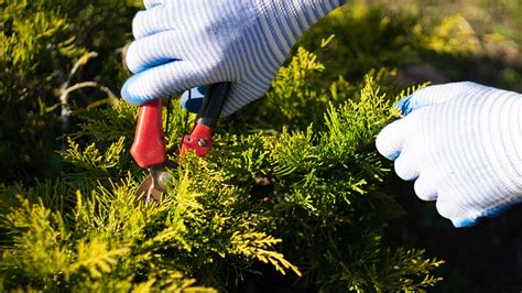 Guide To Pruning Your Evergreen Shrubs