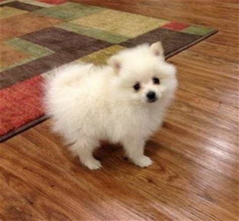 How to approach adoption in charlotte nc? Cute And Playful Pomeranian Puppies For Adoption ...