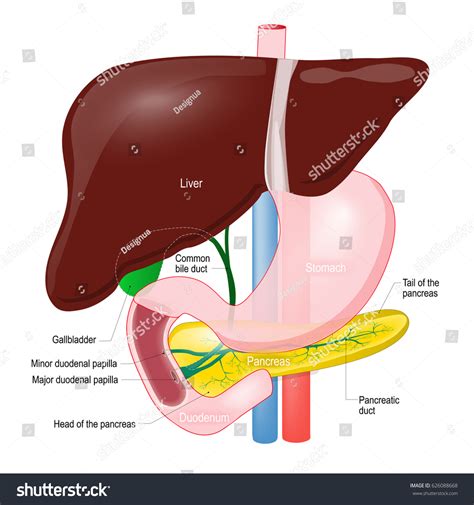 Gallbladder Duct Anatomy Pancreas Liver Duodenum 스톡 일러스트 626088668