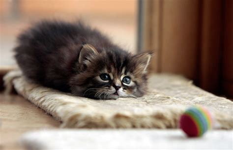 Lying Little Kitten Cat Cute Ball Inspirational