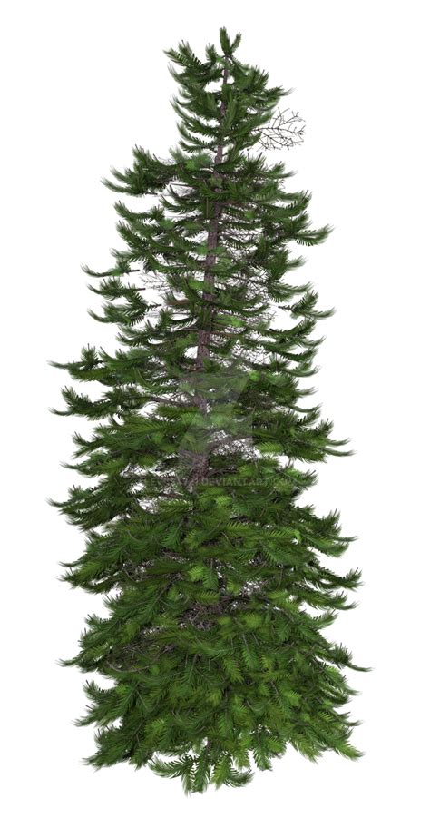 Pine 2 Png Overlay By Lewis4721 On Deviantart