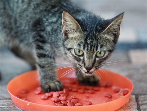 When Can Kittens Eat Dry Food A Guide To Feeding Your Growing Feline