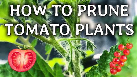 How To Prune Tomato Plants Organic Gardening Tips Youtube