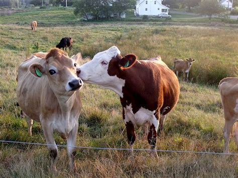 Cow jokes, cow jokes and more cow jokes, i mooved the earth to compile a list of over 150 funny cow jokes, puns and one liners. Jersey Love. | Cows funny, Animal puns funny, Funny animals
