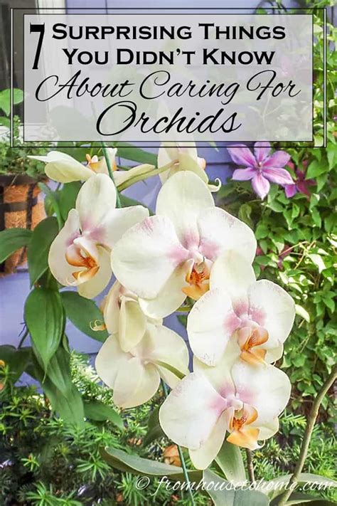 Orchid Care 7 Surprising Things You Didnt Know About Growing