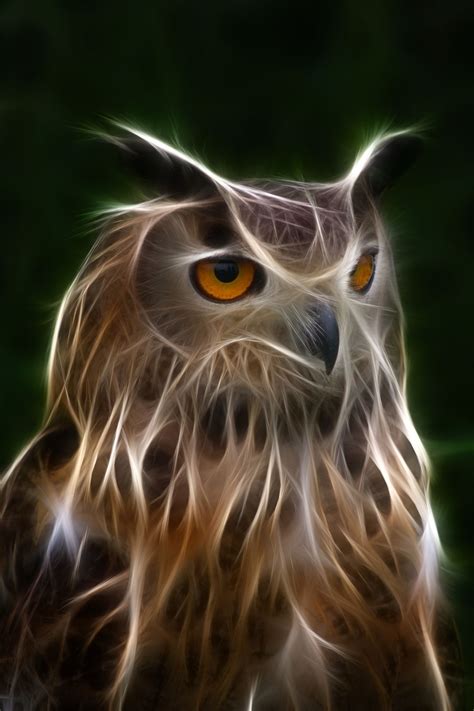 Electric Owl Owl Fractal Art Owl Pictures