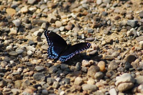 500 Black Butterfly Pictures Hd Download Free Images On Unsplash
