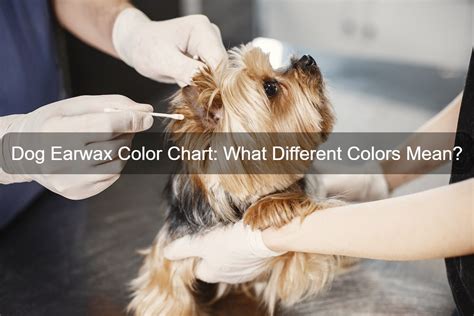 Dog Earwax Color Chart What Different Colors Mean
