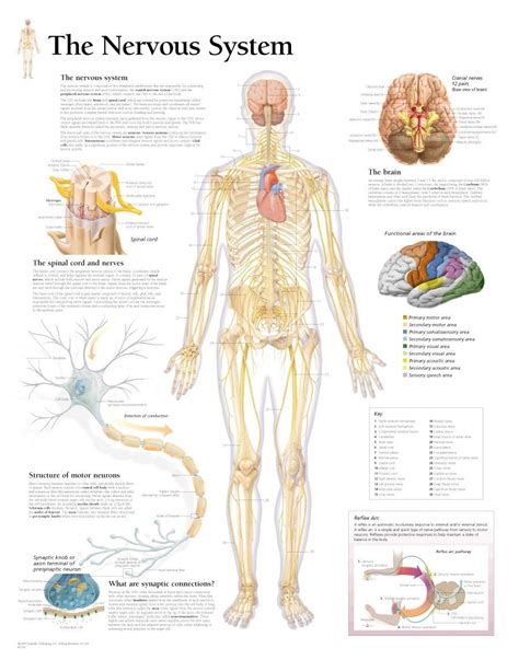 The human nervous system is an intricate network of nerves. The Nervous System Chart | Nervous system anatomy, Nervous ...