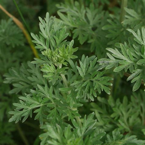 Wormwood Absinth Artemisia Absinthium