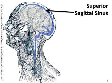 Relationship Of Superior Sagittal Sinus With Sagittal