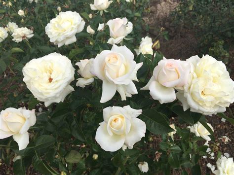 True Love Ludwigs Roses