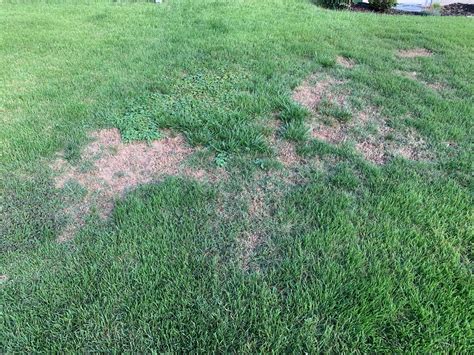 Zoysia Grass Has Dead Spots Thoughts On Next Steps Rlawncare