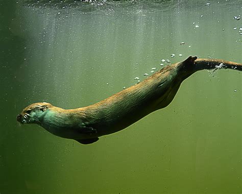 Free Images Water Animal Cute Wildlife Underwater Zoo Green