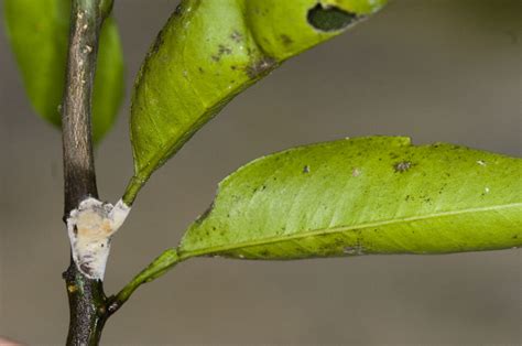 Pink Disease Of Citrus Pest Data Sheet Agriculture And Food