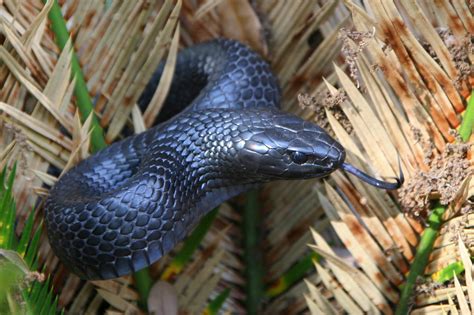 Rare Eastern Indigo Snake Found For Second Time In 60 Years