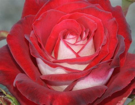 Osiria Rose Guide Essential Buying And Caring Tips